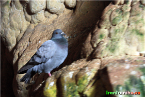  در  غار  سهولان  تعداد  زیادی  کبوتر  چاهی  ملاحظه  خواهید  کرد.  بوی  فضولات  این  کبوترها  کاملاً  در  فضا  استشمام  می‌شود. 