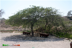  بومی‌ترین،  شایع‌ترین  و  سازگارترین  درخت  موجود  در  جزیره‌ی  کیش.  این  درخت  جزء  معدود  سایبان‌هایی  است  که  در  شهر  باستانی  حریره  موجود  است. 