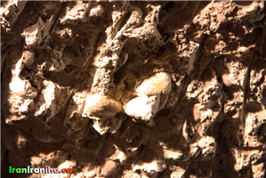  فسیل‌های  متنوع  که  در  سقف  کاریز  مشاهده  می‌شود.  در  این  تصویر  چندین  فسیل  گوش‌ماهی  مشاهده  می‌گردد.  همچنین  جای  کلنگ  و  تیشه  در  سقف  به‌خوبی  معلوم  است. 