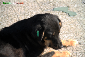  یکی  از  نکات  جالبی  که  در  استانبول  دیدم  اینکه  سگ‌های  ولگرد  همگی  دارای  شناسنامه  هستند. 